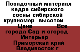 Посадочный материал кедра сибирского (сосны сибирской) крупномер, высотой 3-3.5  › Цена ­ 19 800 - Все города Сад и огород » Интерьер   . Приморский край,Владивосток г.